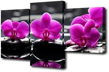 Картина модульная 50х78 см Орхидея на чёрном; TL-MM1038