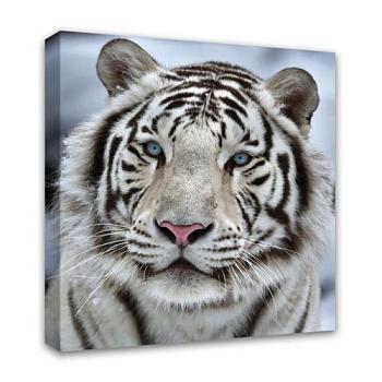 Постер 40х40см Бенгальский тигр; 1-038