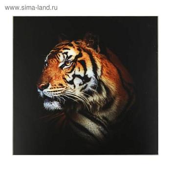 Картина 50х50 см Красивейший тигр; С-Л, 3663770