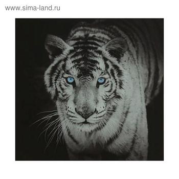 Картина 50х50 см на стекле Тигр; С-Л, 1247034