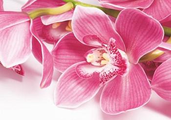 Фотообои Орхидея 4л. 1,4х2 м; Симфония, В-044